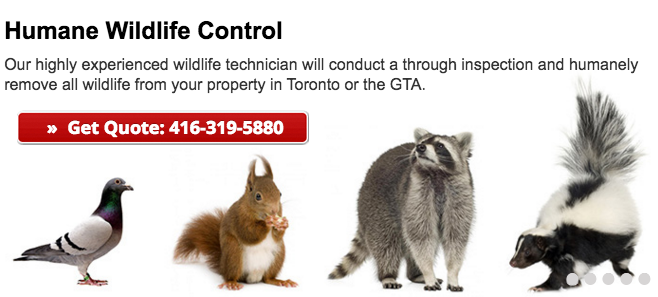 wild life control Toronto